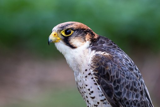Free Falcon Bird photo and picture