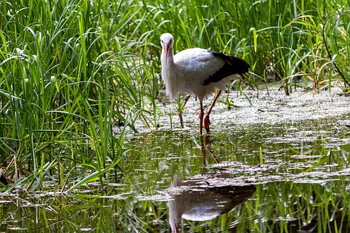 Free Stork Bird photo and picture