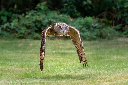 Free Bird Owl photo and picture