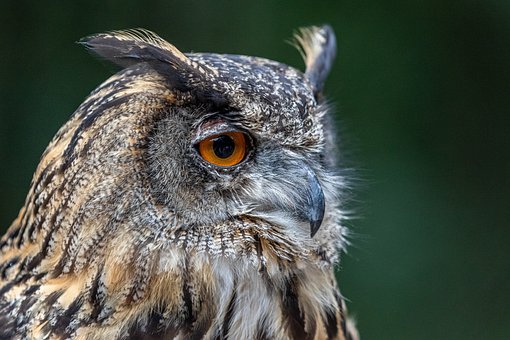 Free Bird Owl photo and picture