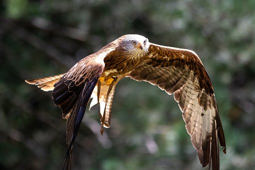 Free Bird Feathers photo and picture