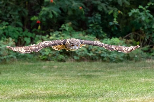 Free Owl Bird photo and picture