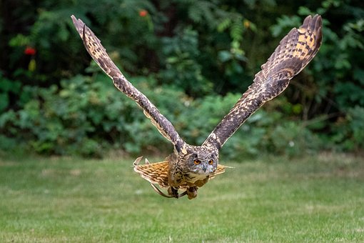Free Owl Bird photo and picture