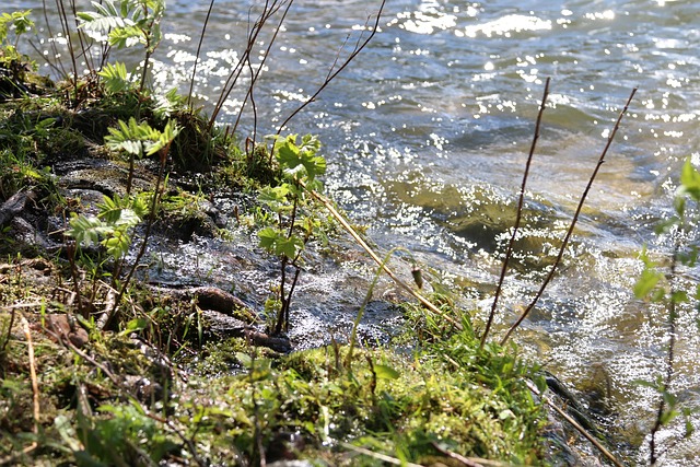 Free Lake Plants photo and picture