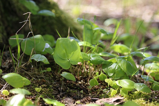 Free Plants Leaves photo and picture