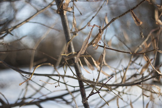 Free Winter Nature photo and picture