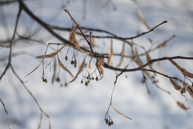 Free Winter Nature photo and picture