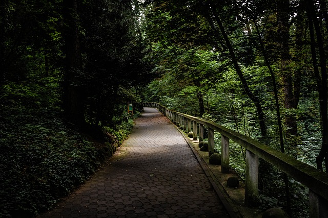 Bosque, Sendero, Rastro, Árboles