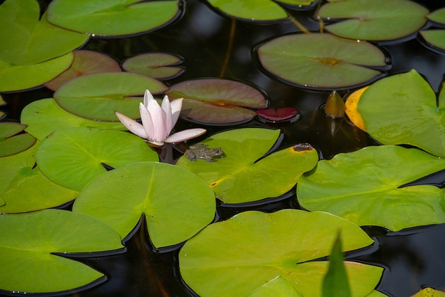 Loto, Flor, Pétalos