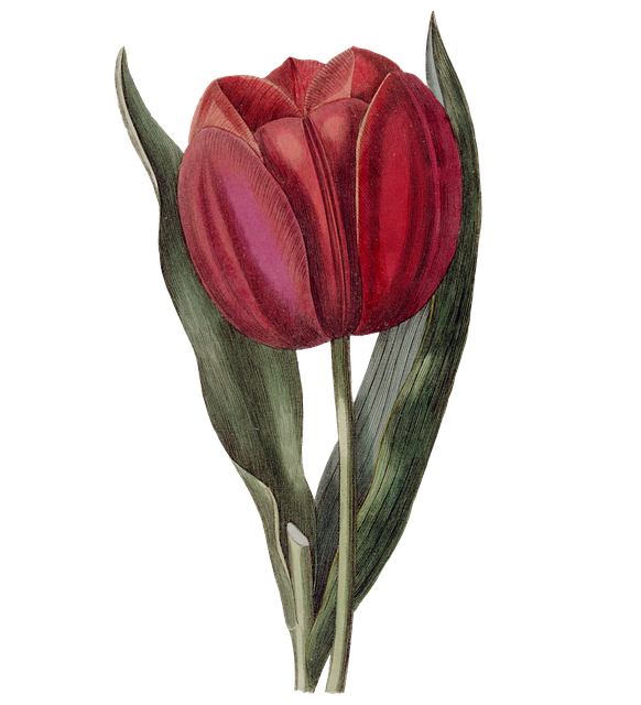 Free tulip red garden illustration
