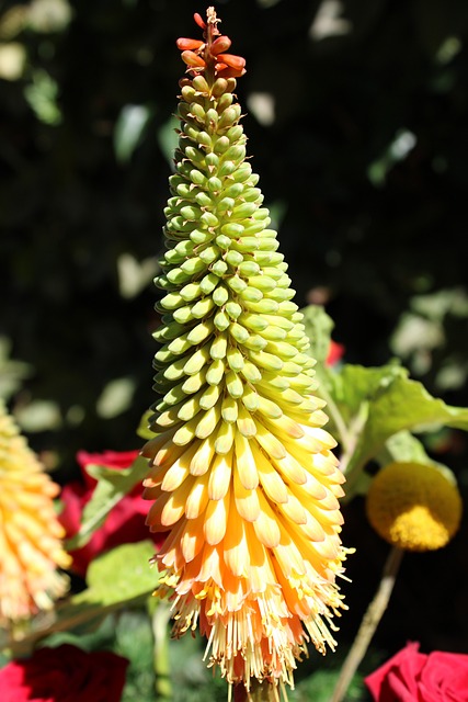 Free Flower Torch Lily photo and picture
