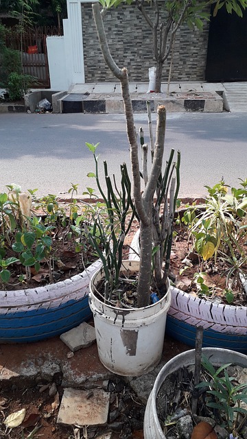 Taman, Maceta, Tanaman, Bunga