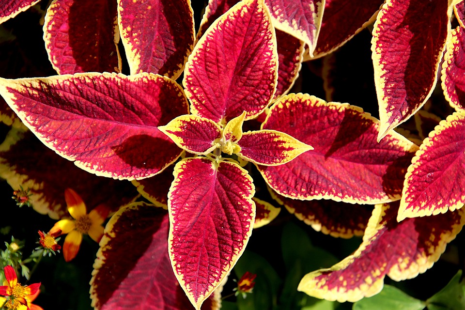 Flowers Coleus Plants - Free photo on Pixabay - Pixabay