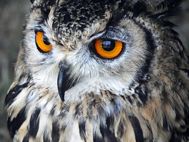 ワシミミズク 顔 目 - Pixabayの無料写真 - Pixabay
