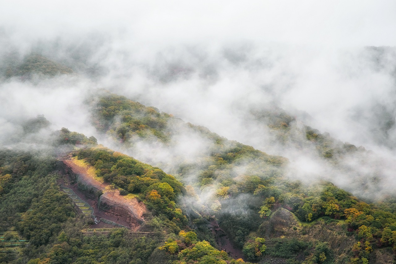 안개 산 나무 - Pixabay의 무료 사진 - Pixabay