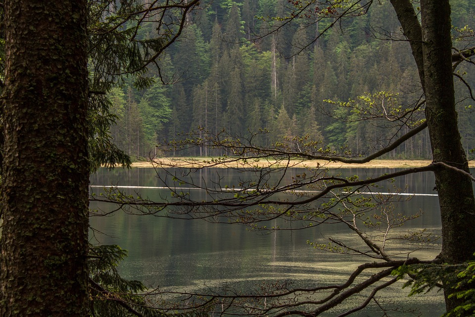 Wald See Natur - Kostenloses Foto auf Pixabay