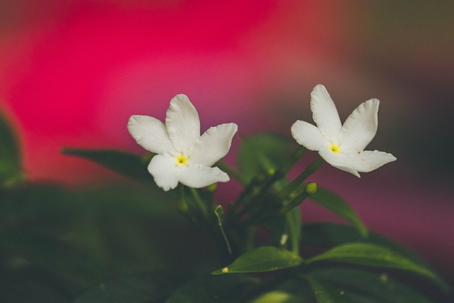 Free Flowers Plant photo and picture