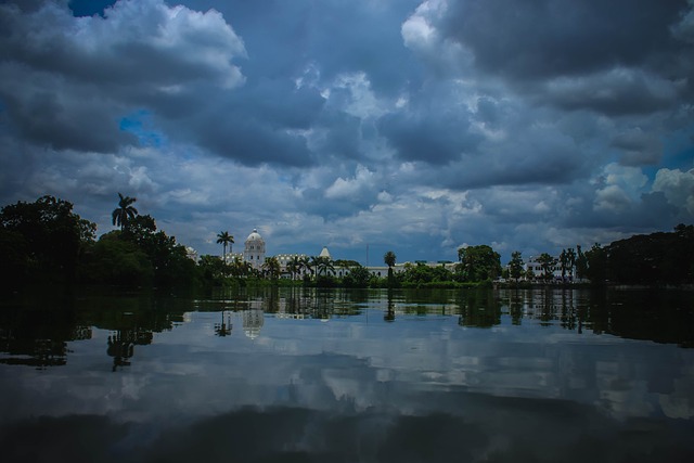 Free Forest Trees photo and picture