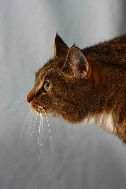 Gato, Felino, Kitty, Animal, Mamífero