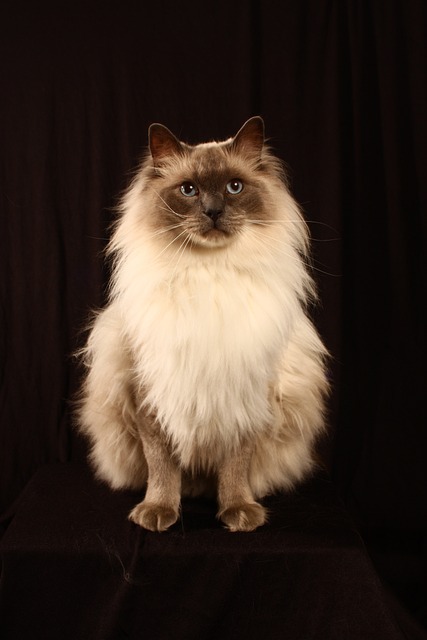 Gato, Felino, Bicho De Estimação, Animal