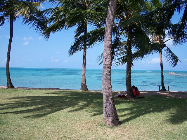 Free Palm Trees Sea photo and picture