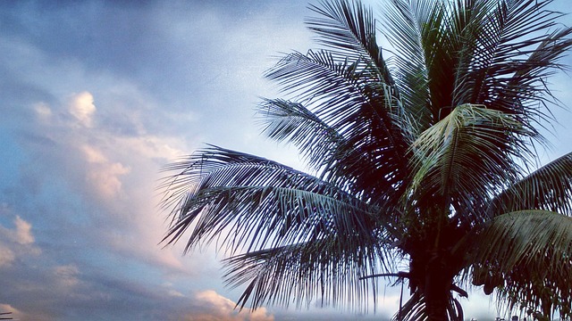 Free Sky Palm Tree photo and picture
