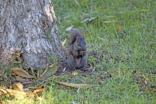 Free Squirrel Rodent Chipmunk photo and picture
