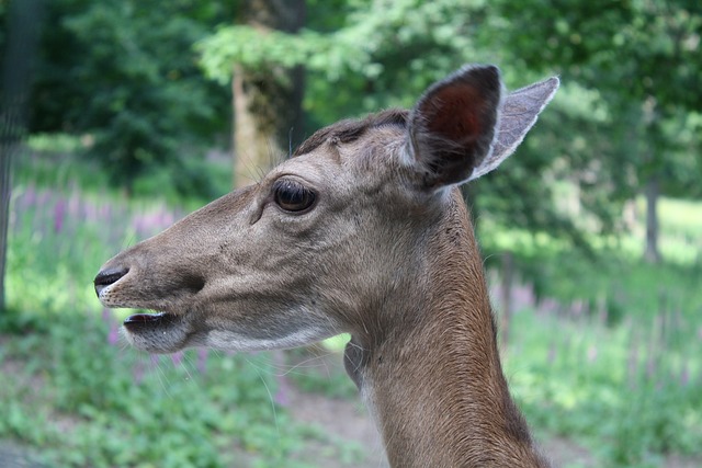 鹿 反芻動物 哺乳類 - Pixabayの無料写真 - Pixabay