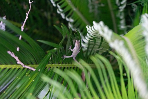 Free Lizard Reptile photo and picture