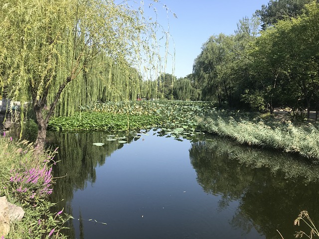 LotusTeich Qing Kostenloses Foto auf Pixabay