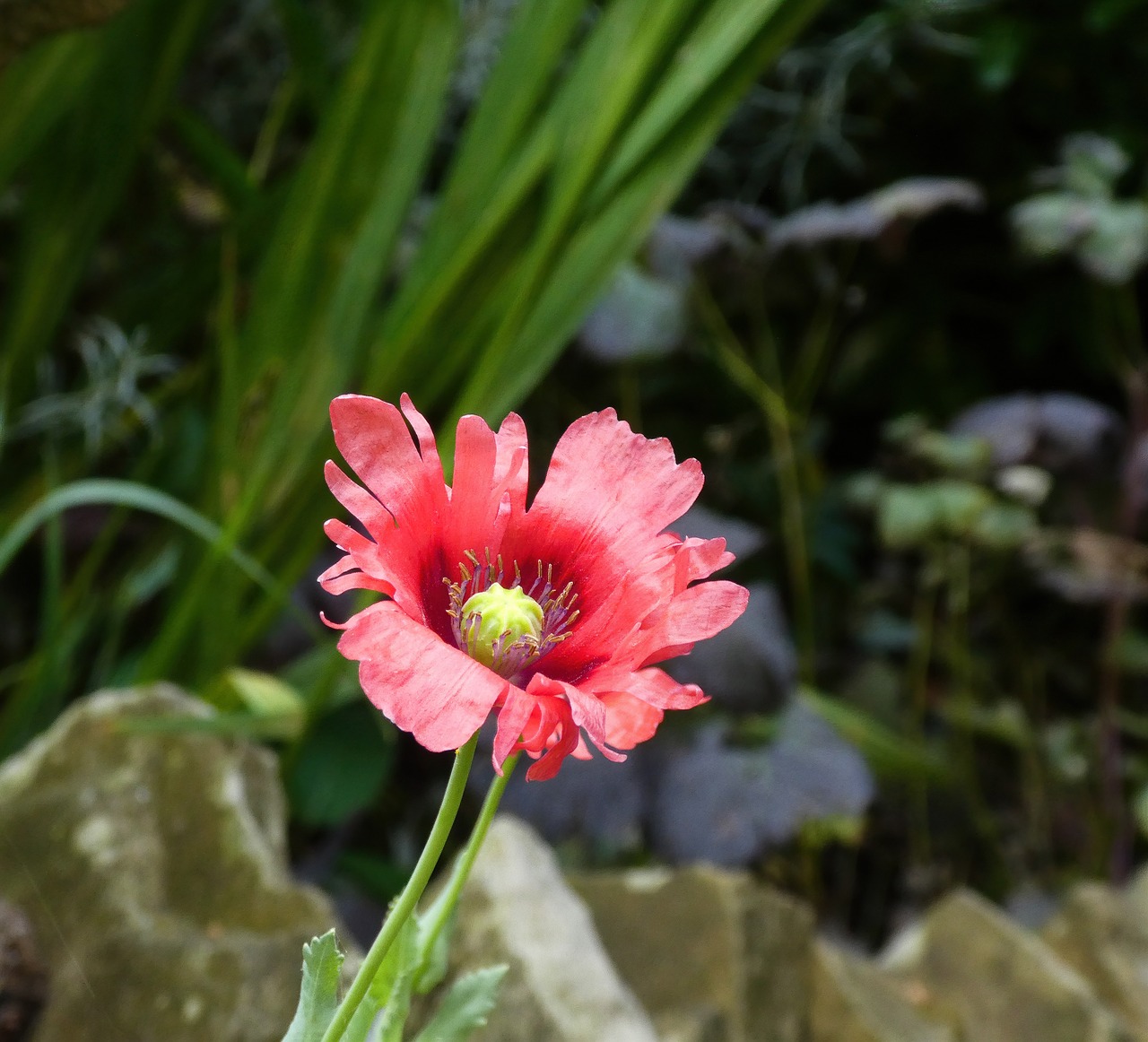 https://cdn.pixabay.com/photo/2020/08/06/06/54/poppy-5467144_1280.jpg