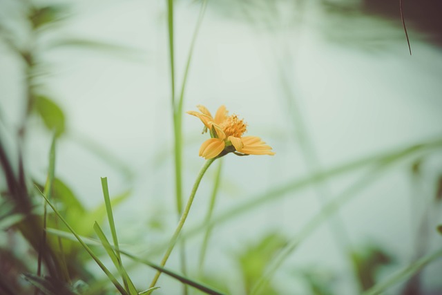 Free Flower Flower Background photo and picture