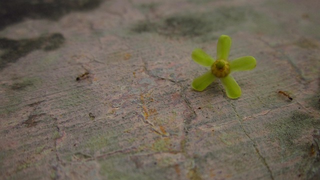 Free Flower Nature photo and picture