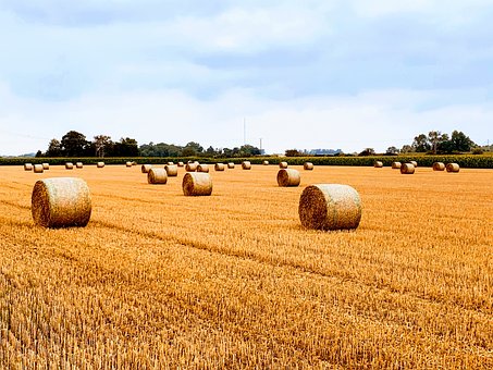 Free Hay Bales Hay photo and picture