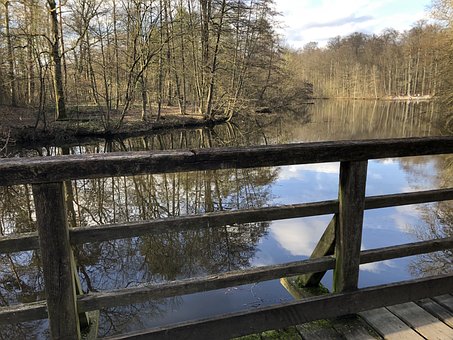 Free Forest Path photo and picture
