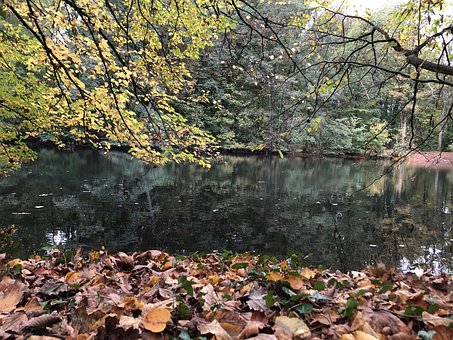 Free Forest Nature photo and picture