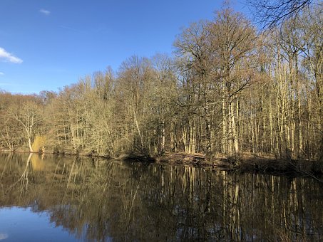 Free Forest Nature photo and picture