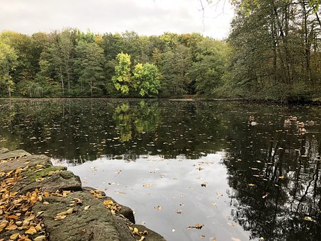Free Nature Forest photo and picture