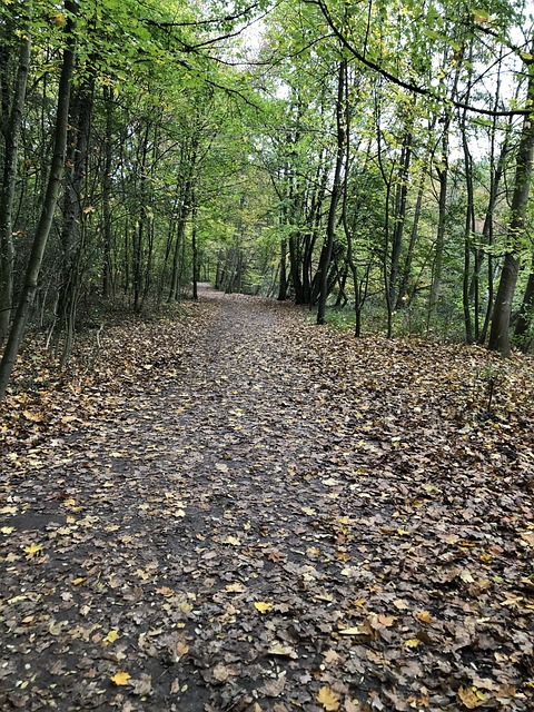 Free Path Forest photo and picture