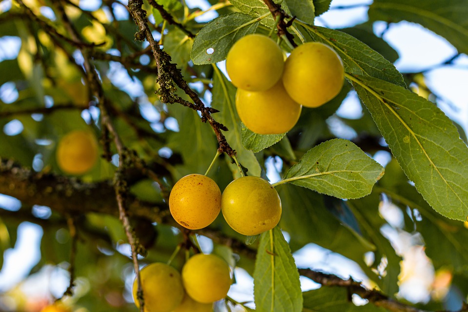 Tree Fruit Garden Mirabelle Plum Free Photo On Pixabay Pixabay Tree Fruit Garden Mirabelle Plum Free Photo On Pixabay Pixabay