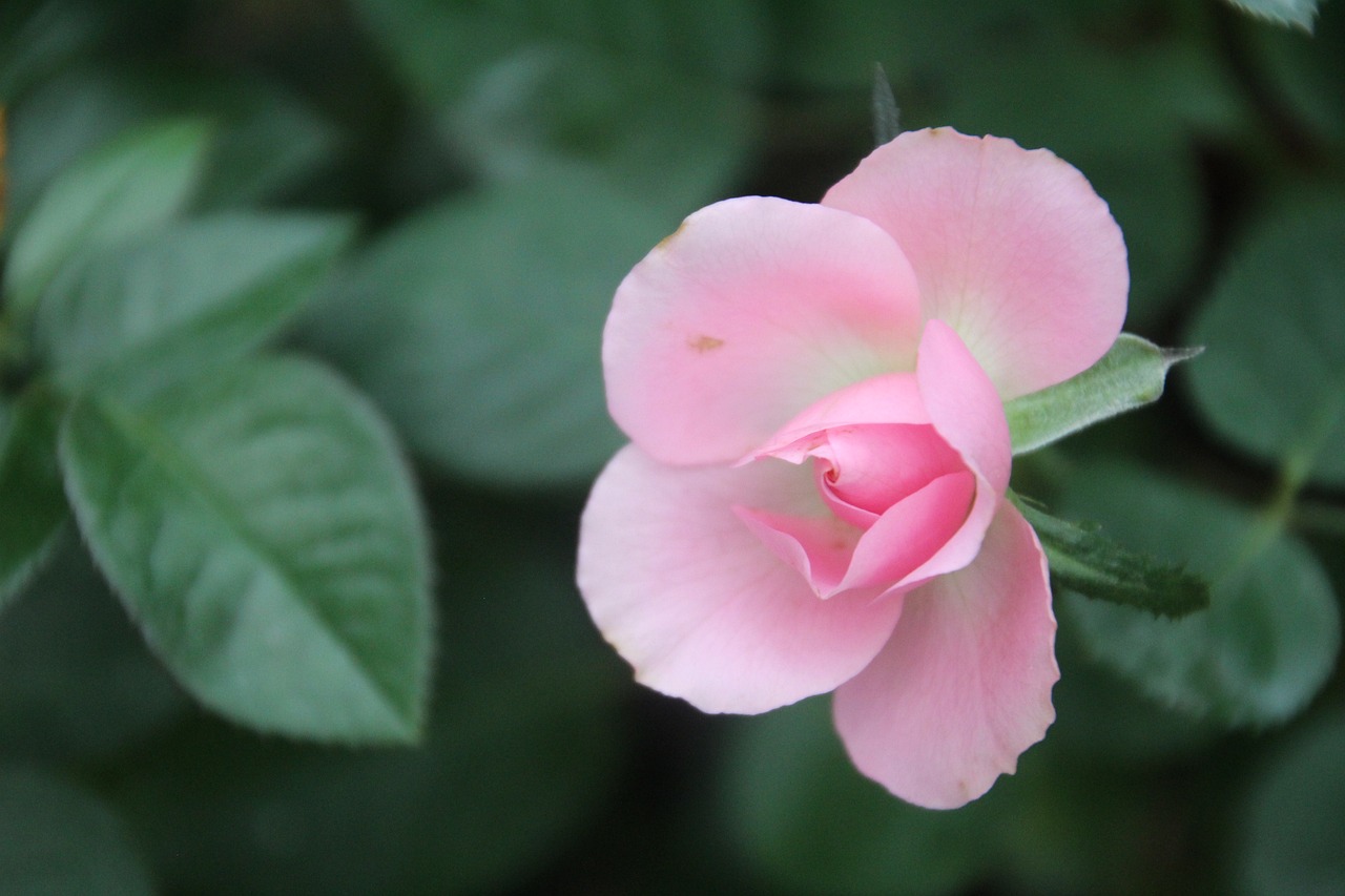 rose-fleur-p-tales-photo-gratuite-sur-pixabay-pixabay