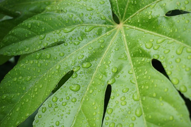 Free Plant Leaves photo and picture