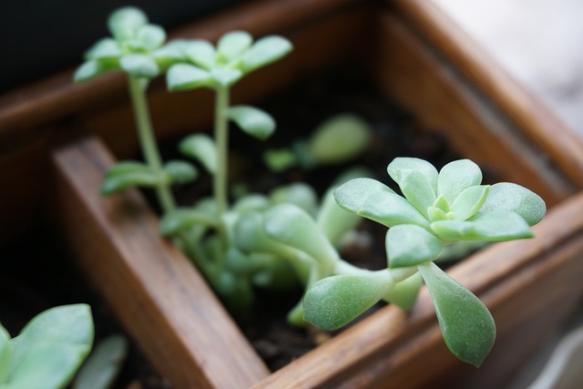 Free Potted Plants Succulents photo and picture