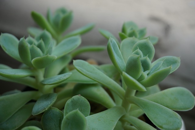 Free Potted Plants Succulents photo and picture