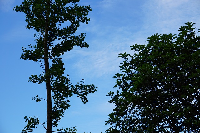 Free Blue Sky Tree photo and picture