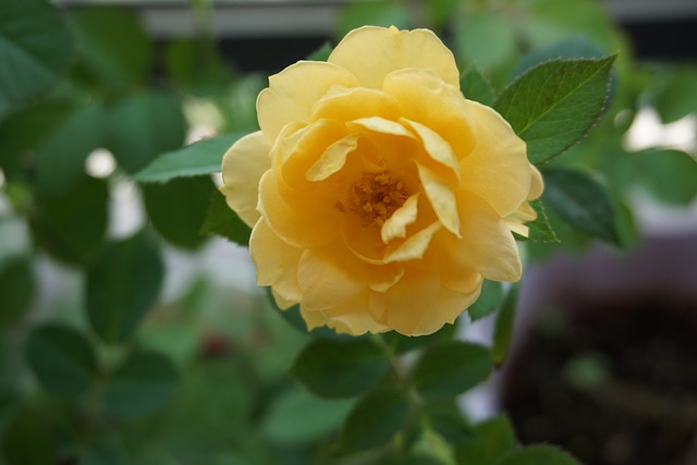Free Flower Beautiful Flowers photo and picture