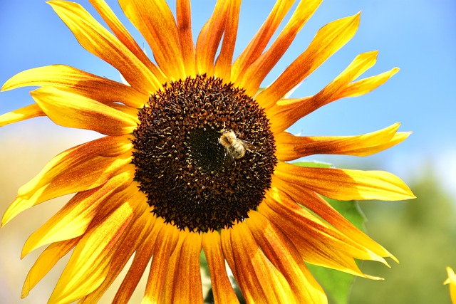 Girasol, Flor, Fondo De La Flor, Abeja