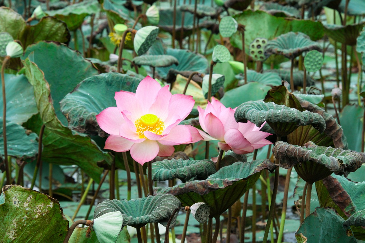 https://cdn.pixabay.com/photo/2020/08/06/11/22/lotus-5467690_1280.jpg
