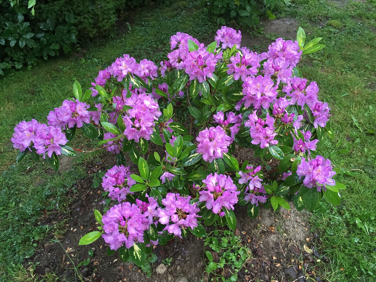 Rhododendron Fleurs Arbuste - Photo gratuite sur Pixabay - Pixabay