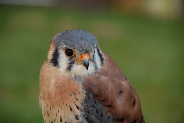 Free Bird Beak photo and picture
